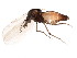  ( - BIOUG01915-A01)  @12 [ ] CreativeCommons - Attribution (2012) CBG Photography Group Centre for Biodiversity Genomics