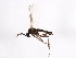  ( - BIOUG01915-A09)  @13 [ ] CreativeCommons - Attribution (2012) CBG Photography Group Centre for Biodiversity Genomics