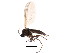  ( - BIOUG01915-B08)  @13 [ ] CreativeCommons - Attribution (2012) CBG Photography Group Centre for Biodiversity Genomics