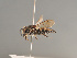  ( - BC ZSM HYM 11914)  @11 [ ] CreativeCommons - Attribution Non-Commercial Share-Alike (2014) Stefan Schmidt SNSB, Zoologische Staatssammlung Muenchen