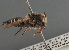  ( - BC ZSM HYM 11928)  @11 [ ] CreativeCommons - Attribution Non-Commercial Share-Alike (2014) Stefan Schmidt SNSB, Zoologische Staatssammlung Muenchen
