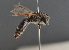  ( - BC ZSM HYM 11933)  @11 [ ] CreativeCommons - Attribution Non-Commercial Share-Alike (2014) Stefan Schmidt SNSB, Zoologische Staatssammlung Muenchen