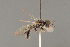  ( - BC ZSM HYM 11952)  @11 [ ] CreativeCommons - Attribution Non-Commercial Share-Alike (2014) Stefan Schmidt SNSB, Zoologische Staatssammlung Muenchen