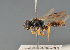  ( - BC ZSM HYM 11953)  @11 [ ] CreativeCommons - Attribution Non-Commercial Share-Alike (2014) Stefan Schmidt SNSB, Zoologische Staatssammlung Muenchen