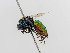  ( - BC ZSM HYM 11080)  @11 [ ] CreativeCommons - Attribution Non-Commercial Share-Alike (2018) SNSB, Staatliche Naturwissenschaftliche Sammlungen Bayerns ZSM (SNSB, Zoologische Staatssammlung Muenchen)