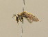  ( - BC ZSM HYM 14216)  @11 [ ] CreativeCommons - Attribution Non-Commercial Share-Alike (2016) Stefan Schmidt SNSB, Zoologische Staatssammlung Muenchen