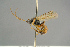  ( - BC ZSM HYM 15588)  @11 [ ] CreativeCommons - Attribution Non-Commercial Share-Alike (2017) SNSB, Staatliche Naturwissenschaftliche Sammlungen Bayerns ZSM (SNSB, Zoologische Staatssammlung Muenchen)
