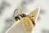  ( - BC ZSM HYM 15620)  @11 [ ] CreativeCommons - Attribution Non-Commercial Share-Alike (2017) SNSB, Staatliche Naturwissenschaftliche Sammlungen Bayerns ZSM (SNSB, Zoologische Staatssammlung Muenchen)