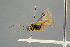  ( - BC ZSM HYM 15643)  @11 [ ] CreativeCommons - Attribution Non-Commercial Share-Alike (2017) SNSB, Staatliche Naturwissenschaftliche Sammlungen Bayerns ZSM (SNSB, Zoologische Staatssammlung Muenchen)