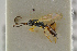  ( - BC ZSM HYM 15648)  @11 [ ] CreativeCommons - Attribution Non-Commercial Share-Alike (2017) SNSB, Staatliche Naturwissenschaftliche Sammlungen Bayerns ZSM (SNSB, Zoologische Staatssammlung Muenchen)