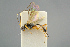  ( - BC ZSM HYM 15655)  @11 [ ] CreativeCommons - Attribution Non-Commercial Share-Alike (2017) SNSB, Staatliche Naturwissenschaftliche Sammlungen Bayerns ZSM (SNSB, Zoologische Staatssammlung Muenchen)