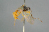  ( - BC ZSM HYM 15664)  @11 [ ] CreativeCommons - Attribution Non-Commercial Share-Alike (2017) SNSB, Staatliche Naturwissenschaftliche Sammlungen Bayerns ZSM (SNSB, Zoologische Staatssammlung Muenchen)