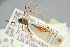  (Diaparsis multiplicator - BC ZSM HYM 19838)  @11 [ ] CreativeCommons - Attribution Non-Commercial Share-Alike (2017) SNSB, Staatliche Naturwissenschaftliche Sammlungen Bayerns ZSM (SNSB, Zoologische Staatssammlung Muenchen)