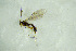  ( - BC ZSM HYM 20987)  @11 [ ] CreativeCommons - Attribution Non-Commercial Share-Alike (2014) Stefan Schmidt SNSB, Zoologische Staatssammlung Muenchen