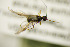  ( - BC ZSM HYM 21373)  @11 [ ] CreativeCommons - Attribution Non-Commercial Share-Alike (2019) SNSB, Staatliche Naturwissenschaftliche Sammlungen Bayerns ZSM (SNSB, Zoologische Staatssammlung Muenchen)