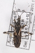  ( - DDJ2)  @11 [ ] CreativeCommons - Attribution Non-Commercial Share-Alike (2012) Cai Wanzhi Entomological Museum of China Agricultural University