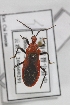  ( - HOSI2)  @11 [ ] CreativeCommons - Attribution Non-Commercial Share-Alike (2012) Cai Wanzhi Entomological Museum of China Agricultural University