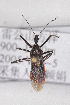  (Sphedanolestes gularis - HYM36)  @11 [ ] CreativeCommons - Attribution Non-Commercial Share-Alike (2012) Cai Wanzhi Entomological Museum of China Agricultural University