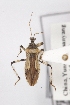  ( - LJ2)  @14 [ ] CreativeCommons - Attribution Non-Commercial Share-Alike (2012) Cai Wanzhi Entomological Museum of China Agricultural University