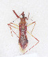  (Epidaus famulus - SBS27)  @14 [ ] CreativeCommons - Attribution Non-Commercial Share-Alike (2012) Cai Wanzhi Entomological Museum of China Agricultural University