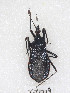  (Rhynocoris incertis - YBR19)  @14 [ ] CreativeCommons - Attribution Non-Commercial Share-Alike (2012) Cai Wanzhi Entomological Museum of China Agricultural University