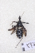 (Rhynocoris marginellus - YYR1)  @13 [ ] CreativeCommons - Attribution Non-Commercial Share-Alike (2012) Cai Wanzhi Entomological Museum of China Agricultural University