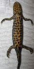  ( - BORKO003)  @13 [ ] Copyright  G. Blagoev 2010 Unspecified