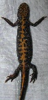  ( - BORKO004)  @13 [ ] Copyright  G. Blagoev 2010 Unspecified
