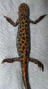  ( - BORKO005)  @13 [ ] Copyright  G. Blagoev 2010 Unspecified