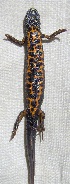  (Triturus dobrogicus - BORKO011)  @13 [ ] Copyright  G. Blagoev 2010 Unspecified