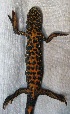  ( - BORKO013)  @13 [ ] Copyright  G. Blagoev 2010 Unspecified