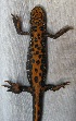  ( - BORKO014)  @13 [ ] Copyright  G. Blagoev 2010 Unspecified
