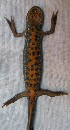  ( - BORKO016)  @13 [ ] Copyright  G. Blagoev 2010 Unspecified