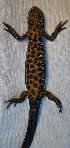  ( - BORKO020)  @13 [ ] Copyright  G. Blagoev 2010 Unspecified