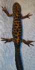  ( - BORKO022)  @13 [ ] Copyright  G. Blagoev 2010 Unspecified