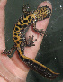  ( - BORKO024)  @14 [ ] Copyright  G. Blagoev 2010 Unspecified