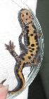  ( - BORKO025)  @13 [ ] Copyright  G. Blagoev 2010 Unspecified