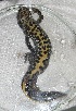  ( - BORKO033)  @13 [ ] Copyright  G. Blagoev 2010 Unspecified