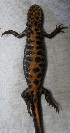  ( - BORKO035)  @13 [ ] Copyright  G. Blagoev 2010 Unspecified