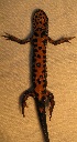  ( - BORKO038)  @13 [ ] Copyright  G. Blagoev 2010 Unspecified