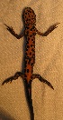  ( - BORKO040)  @13 [ ] Copyright  G. Blagoev 2010 Unspecified