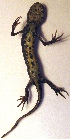  ( - BORKO067)  @13 [ ] Copyright  G. Blagoev 2010 Unspecified