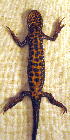  ( - BORKO068)  @13 [ ] Copyright  G. Blagoev 2010 Unspecified