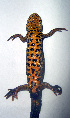  ( - BORKO071)  @13 [ ] Copyright  G. Blagoev 2010 Unspecified
