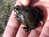  (Bombina bombina - BORKO080)  @14 [ ] Copyright  G. Blagoev 2010 Unspecified