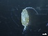  (Gaetanus minutus - ZOO_094)  @11 [ ] CreativeCommons - Attribution No Derivatives (2018) Hakai Institute Hakai Institute