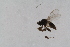  (Drapetis infitialis - RIKEmp_171)  @11 [ ] Copyright (2014) Bergen Museum Bergen Museum