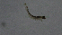  ( - Ent161)  @11 [ ] copyright (2018) Univers. of Bergen, Natural History Collection Univers. of Bergen, Natural History Collection