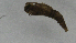  ( - Ent178)  @11 [ ] copyright (2018) Univers. of Bergen, Natural History Collection Univers. of Bergen, Natural History Collection