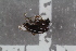  ( - FinPhor11)  @11 [ ] CreativeCommons - Attribution Non-Commercial Share-Alike (2016) University of Bergen Natural History Collections